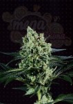 GENOFARM - Best Mango