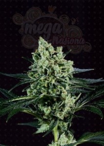 GENOFARM - Best Mango