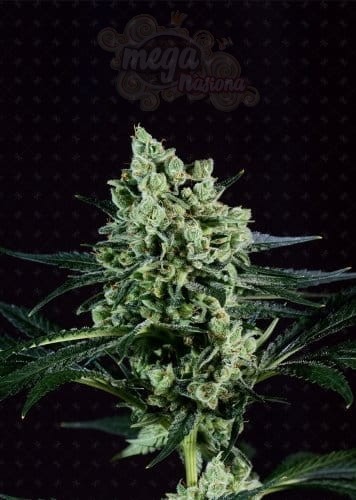 GENOFARM - Best Mango