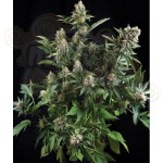 PYRAMID SEEDS - Auto White Widow