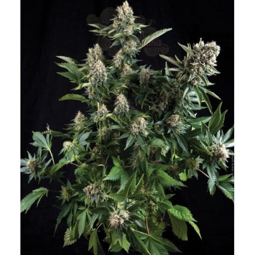 PYRAMID SEEDS - Auto White Widow