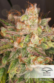 DUTCH PASSION - Auto Night Queen®