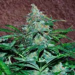 WORLD OF SEEDS - Amnesia Auto