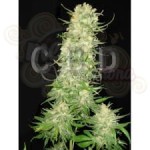 CBD Seeds - Auto Northern