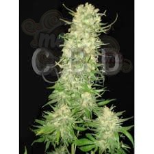 CBD Seeds - Auto Northern