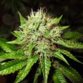 OG Kush Auto