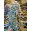 Blue Dream Auto