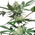ROYAL QUEEN SEEDS - Northern Light Automatic®
