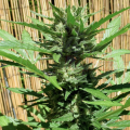 FASTBUDS - Green Crack Auto