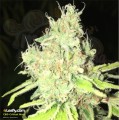CBD Crew -  CBD Critical Mass