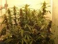 FASTBUDS - Green Crack Auto