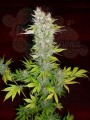 DUTCH PASSION - Mazar®