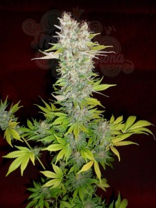 DUTCH PASSION - Mazar®