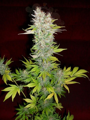 DUTCH PASSION - Mazar®