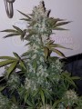 FASTBUDS - Girl Scout Cookies Auto