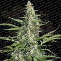 PARADISE SEEDS - Pandora Auto