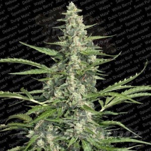 PARADISE SEEDS - Pandora Auto