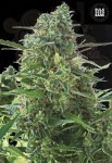 BULK SEED BANK - Auto NBA Diesel
