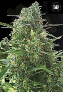 BULK SEED BANK - Auto NBA Diesel