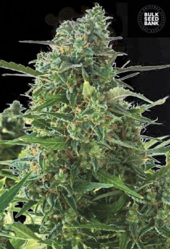 BULK SEED BANK - Auto NBA Diesel