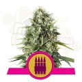 ROYAL QUEEN SEEDS - Royal AK