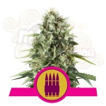 ROYAL QUEEN SEEDS - Royal AK