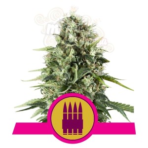 ROYAL QUEEN SEEDS - Royal AK