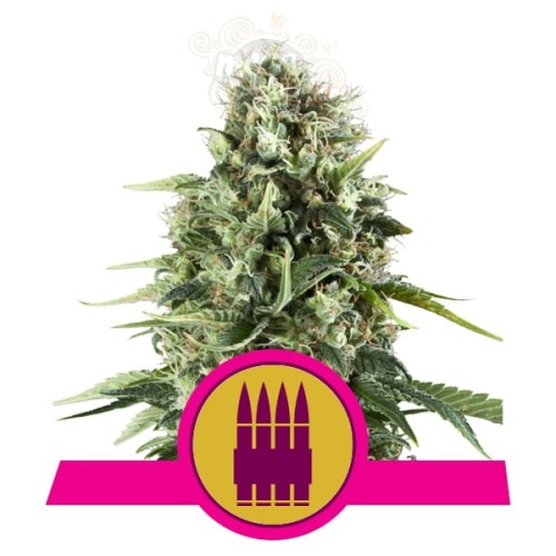 ROYAL QUEEN SEEDS - Royal AK