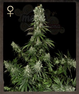 STRAIN HUNTERS - White Strawberry Skunk