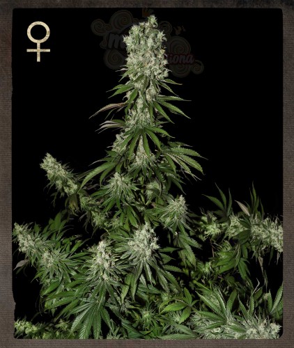 STRAIN HUNTERS - White Strawberry Skunk