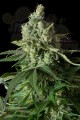 DINAFEM - Moby Dick CBD