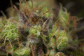 DINAFEM - Dinamed CBD