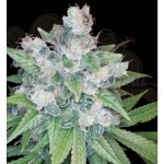 RESERVA PRIVADA - Kandy Kush