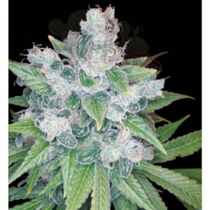 RESERVA PRIVADA - Kandy Kush
