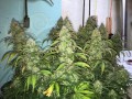 FASTBUDS - Green Crack Auto
