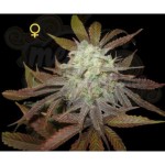 DNA GENETICS - Purple LA