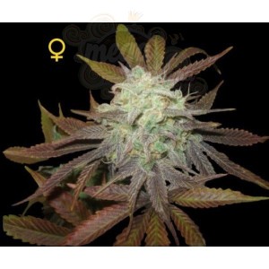 DNA GENETICS - Purple LA