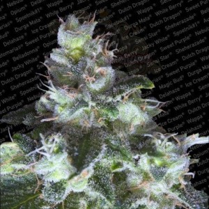 PARADISE SEEDS - Original White Widow (IBL)