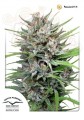 DUTCH PASSION - Passion #1® 
