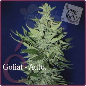 ELITE SEEDS - Goliat Auto