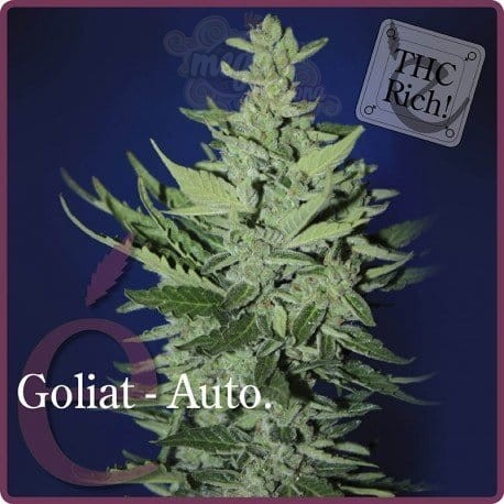 ELITE SEEDS - Goliat Auto