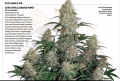 DUTCH PASSION - Critical Orange Punch®