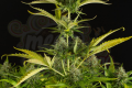 DINAFEM - Kush'n'Cheese Auto
