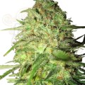 ROYAL QUEEN SEEDS - Special Queen #1®