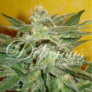 DELICOUS SEEDS - La Fruta Di Venus