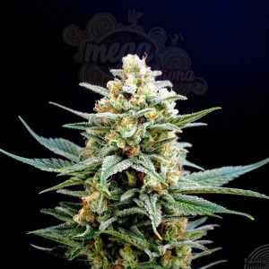 KANNABIA SEED - Kritikal-K