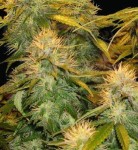 DNA GENETICS - DNA Mix Pack