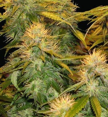 DNA GENETICS - DNA Mix Pack