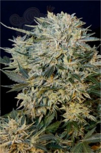 GRASS-O-MATIC - Sugar Gom