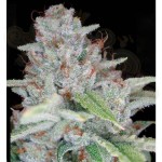 RESERVA PRIVADA - Skywalker Kush